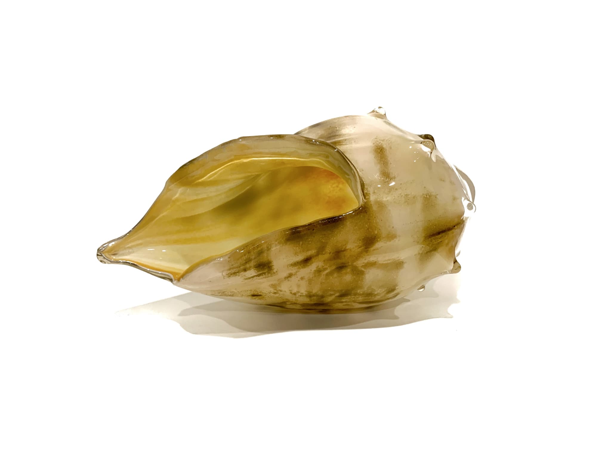 'Cape Cod Conch' by Brian Nguyen