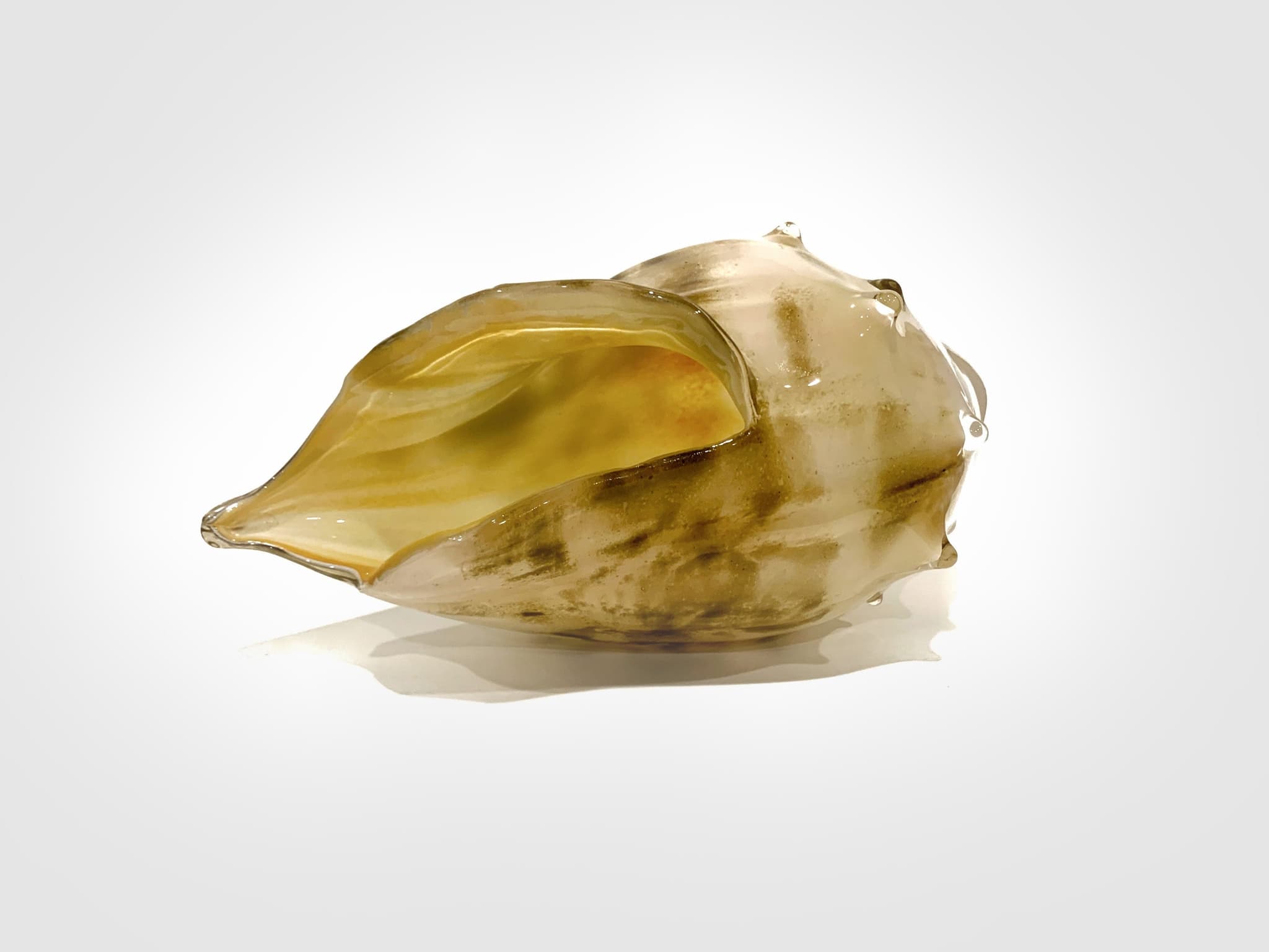 'Cape Cod Conch' by Brian Nguyen