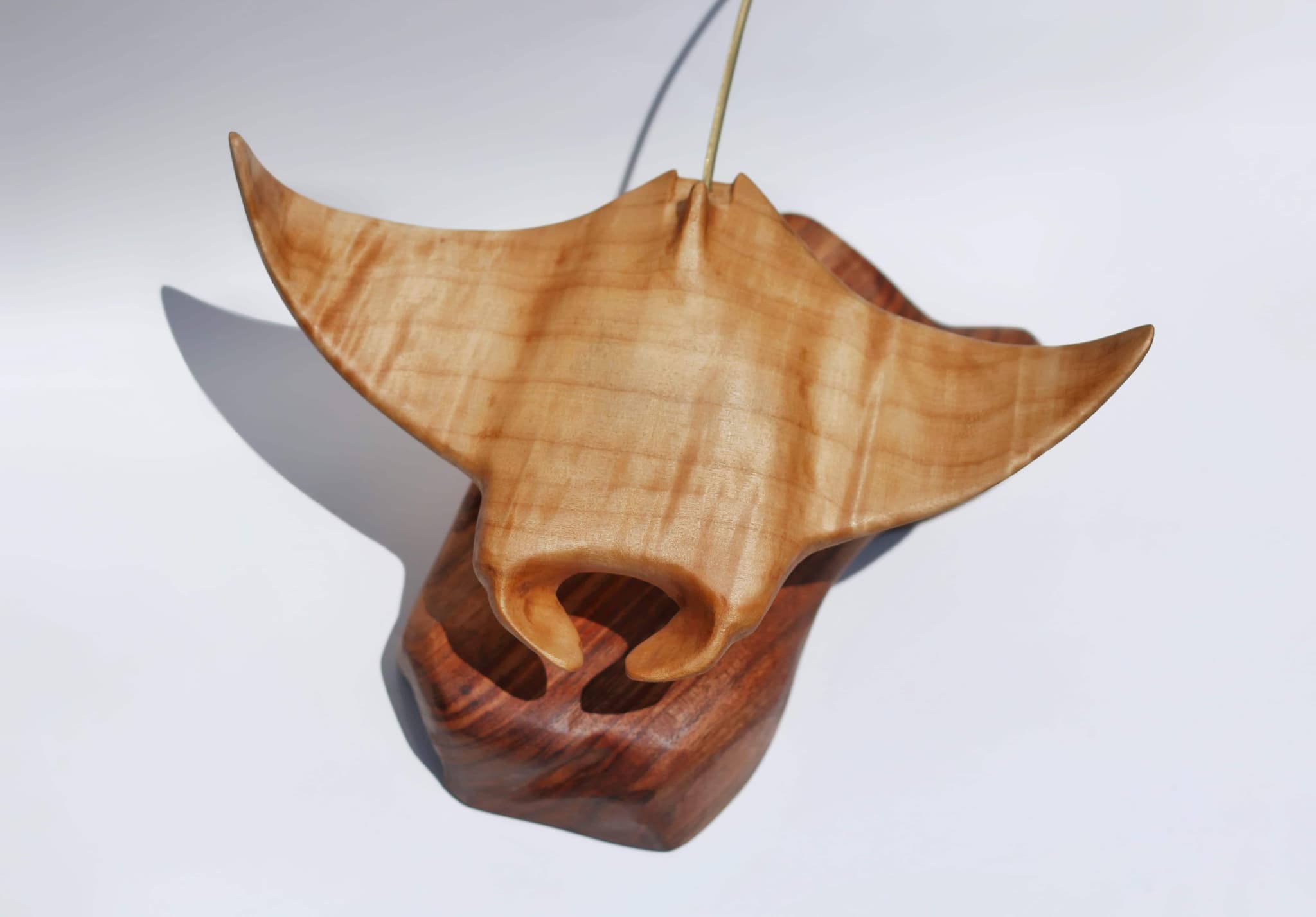 'Manta Barry' by Brian Nguyen