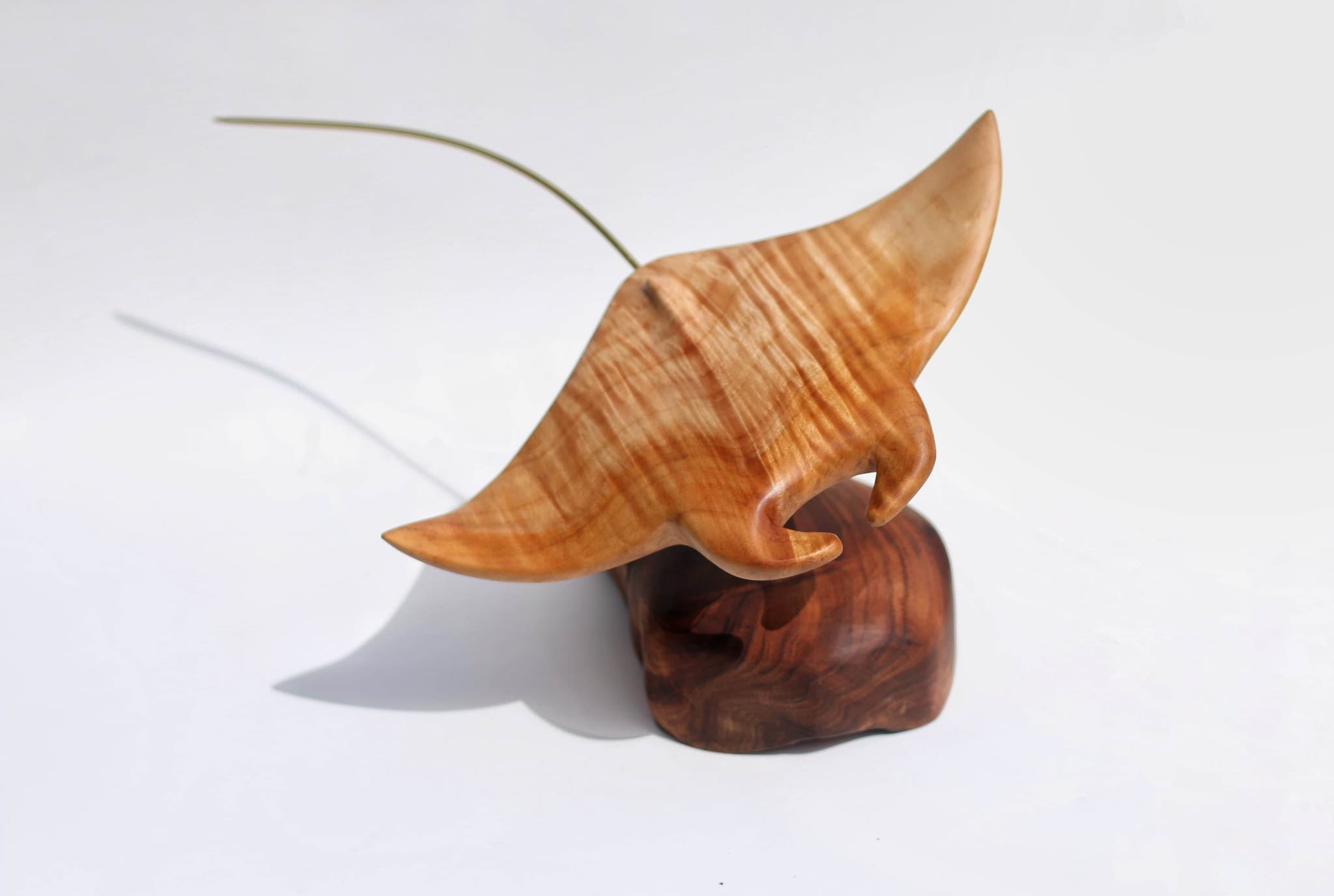 'Manta Hannah' by Brian Nguyen